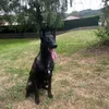 Valko