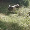 atchi.akita86