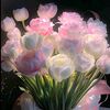 buthaina339
