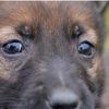 politie.hond.ayla013