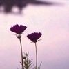 reema.996