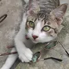 anabobit