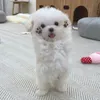 .thygyu