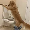 .trvz.t