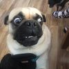 puggamachoslomo