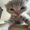 queehie