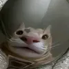 veron_voron17