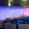 Arowana Original LK