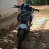 tiger semut🐜