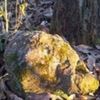 mosscoveredcreative