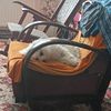 my_dog_buksi
