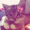 ilovecats123lllll