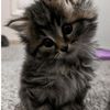 baddie_kittycat