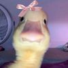 hereyagirl.shakainagill