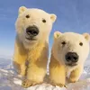 pp_polar_bear