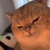 julesbooktiktok