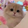 thhya_rl