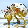 flyinghermitcrab