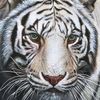 s.k.tigar