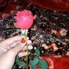 amqueen123456