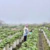 airputih