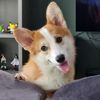 mikey_the_korgi