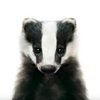badgerbadgerton8
