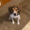 jakethebeagle21