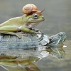 fabulous__frog