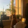 nhohan_