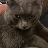 sjthegreycat
