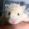 hamster0134