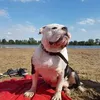 robi.tobi