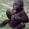 bananajuicede