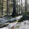 nimaa208