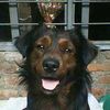 jatomon