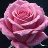 arelys_56rosa