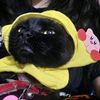 puddindog3