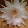 ayu.ayu.n06250