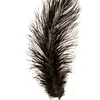 feather5538