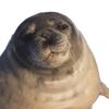arsealnal