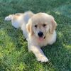 kona_goldenboy