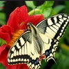 butterflies222220