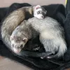ferretsspices