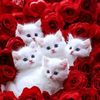 sulih371