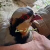 janaraly_jang