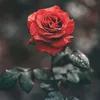 daykadlshad5
