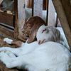 Restu Family Farm
