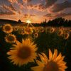 sun_flower_rr3