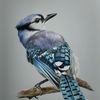 bluebirdmontgomery